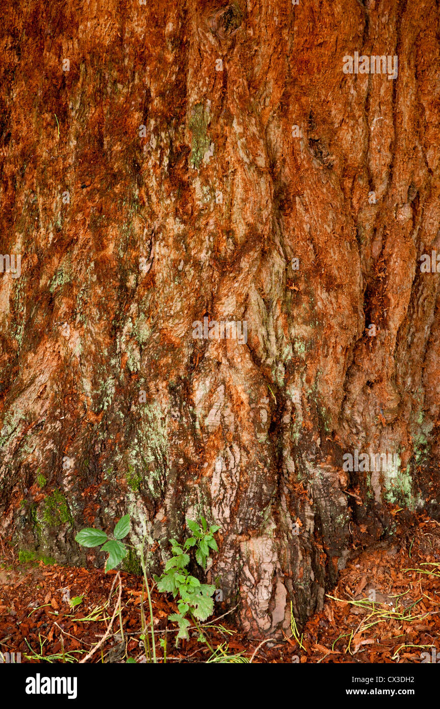 Sequoia (Sequoiadendron Giganteum 'Wellington' close up of bark, sunlit showing texture Stock Photo