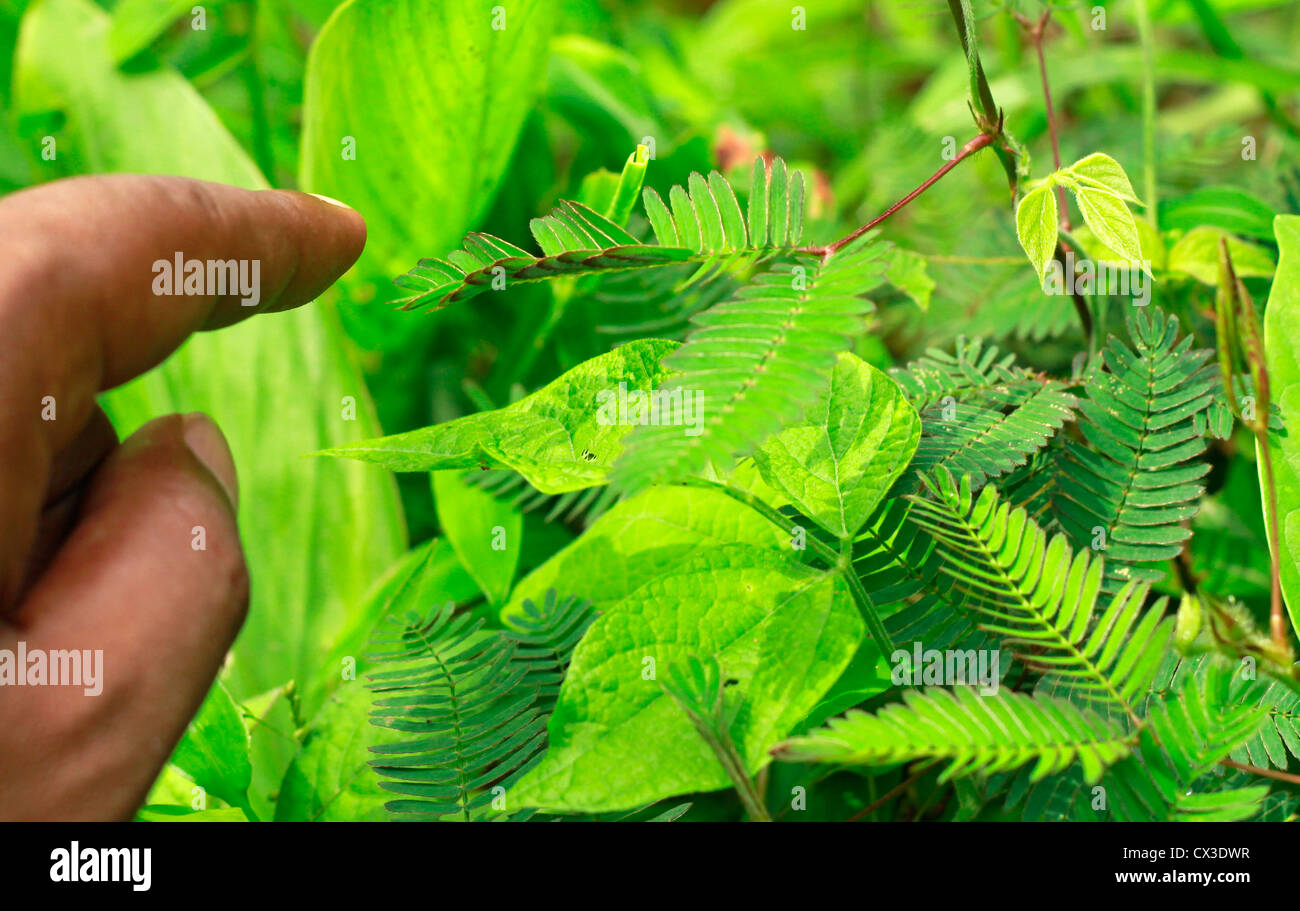 The touch me not plant folding at the touch of a finger Stock Photo