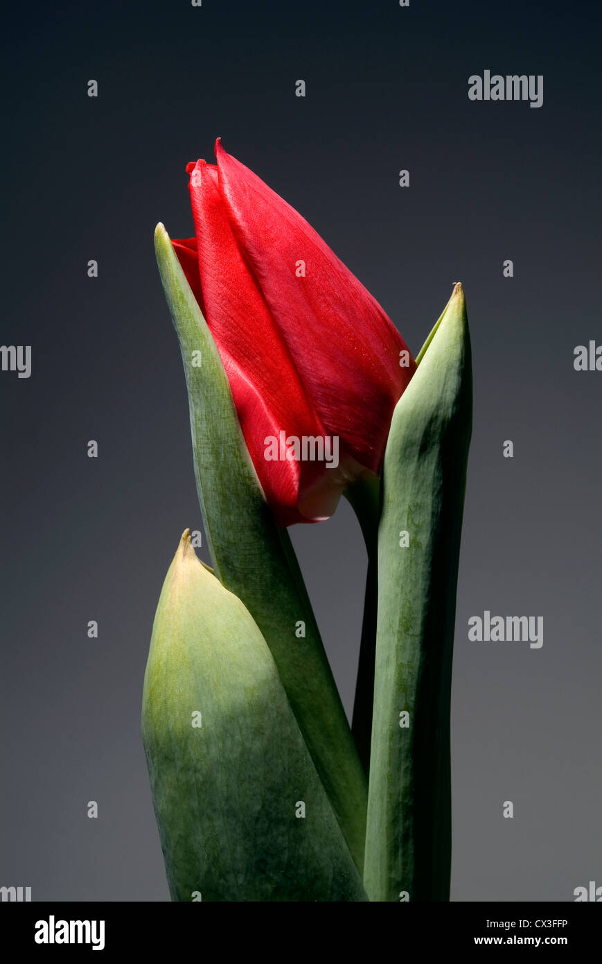 Still life photography red hi-res stock photography and images - Alamy