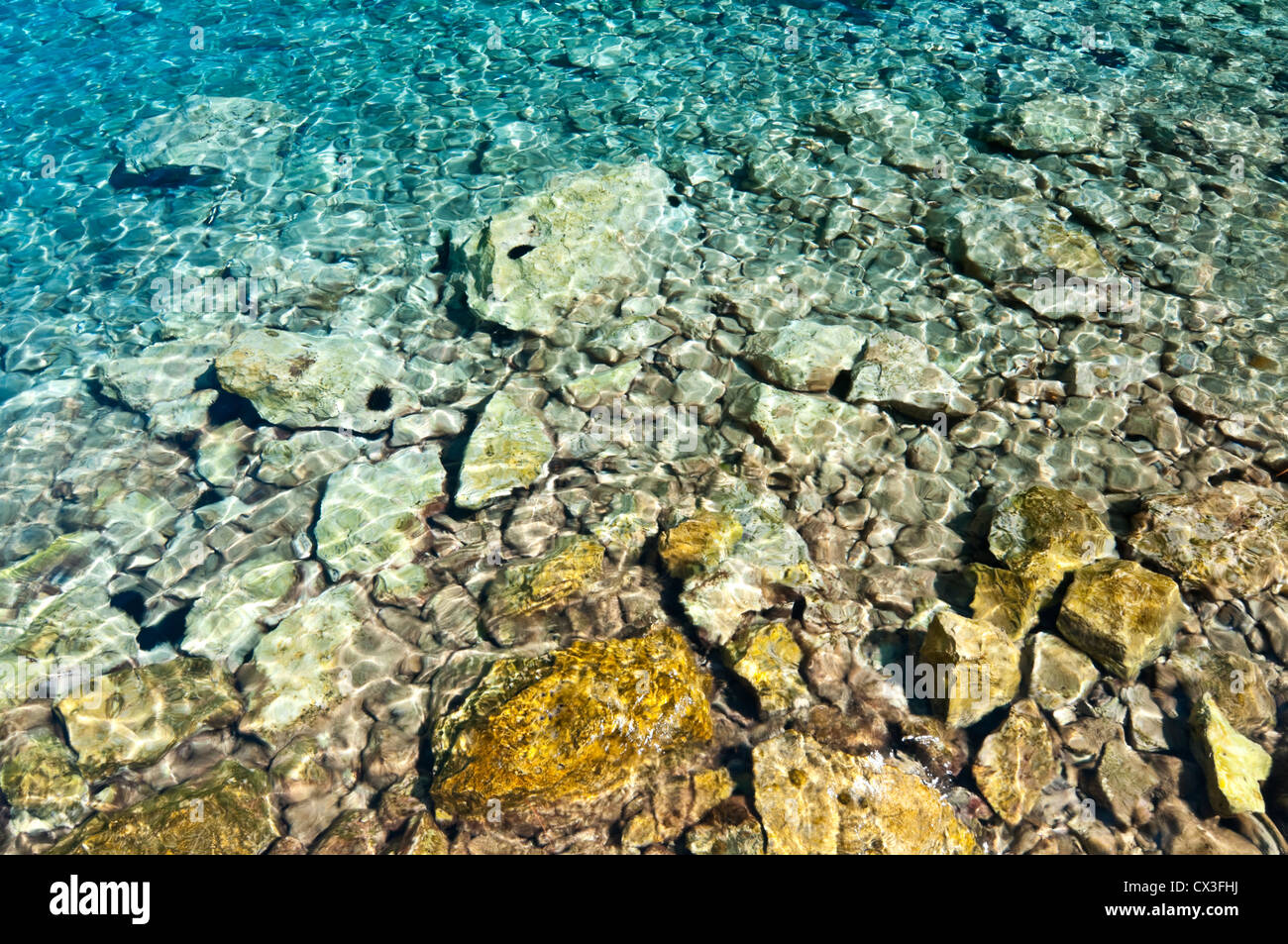 Clear, transparent water on Croatian coast with stones and black urchins Stock Photo