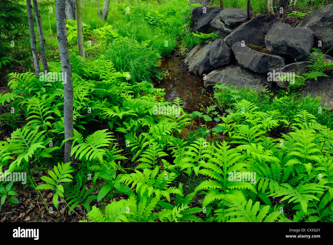 Shade tolerant adaptations hi-res stock photography and images - Alamy