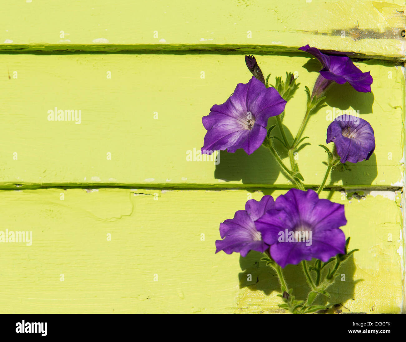 Purple Petunia against lime green wall. Stock Photo
