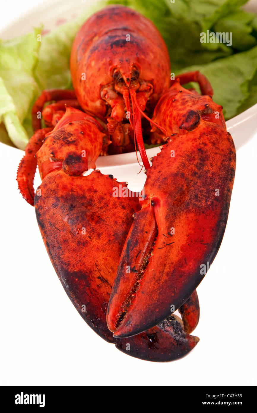 Freshly cooked lobster in a bowl of greens. Focus is on the claws. Stock Photo