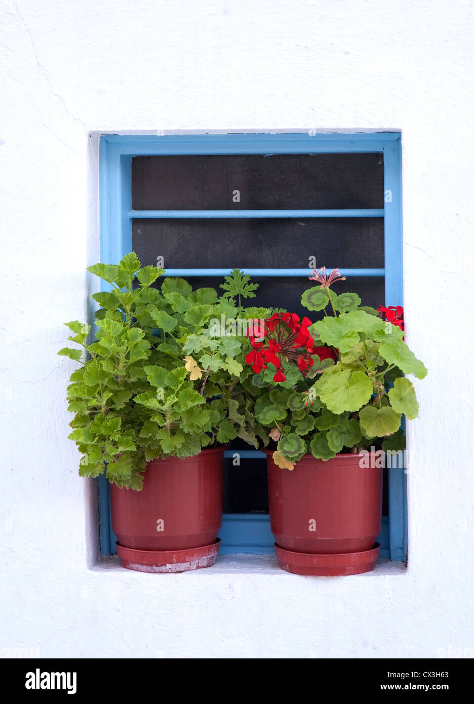Geraniums sitting on a window of a traditional style home with a white stucco exterior on the island of Mykonos, Greece. Stock Photo