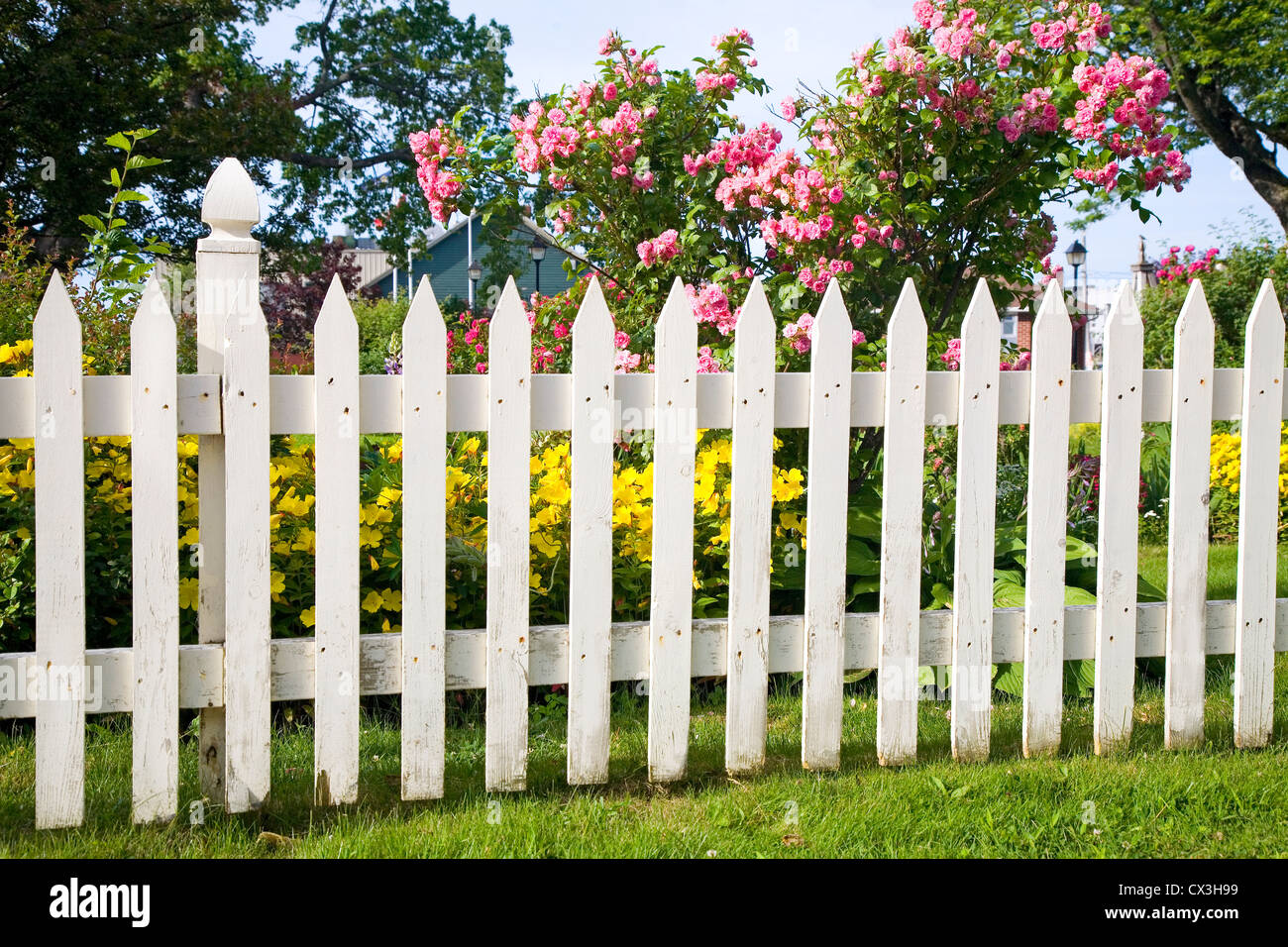 Rustic white picket fence with roses and other flowers in the background. Stock Photo