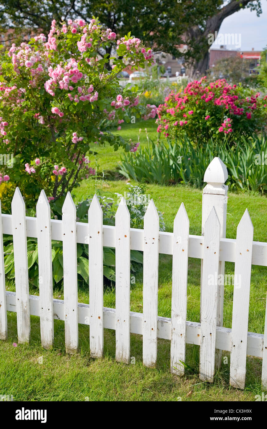 Rustic white picket fence with roses and other flowers in the background. Stock Photo
