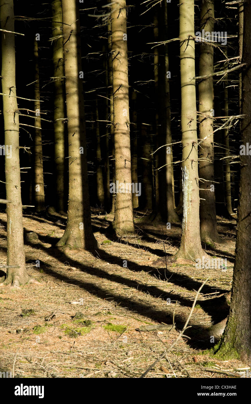 Forest of conifers hi-res stock photography and images - Alamy