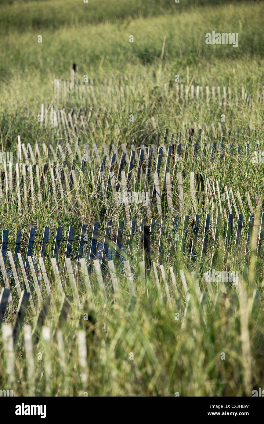 Dune fence helps protect from dune erosion, Cape Cod, Massachusetts, USA Stock Photo