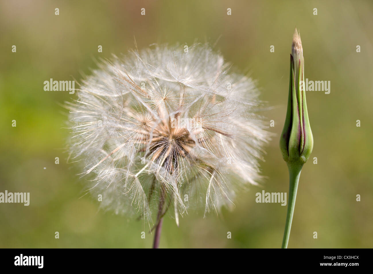 Salsify; Tragopogon porrifolius; seed head and bud; UK Stock Photo - Alamy