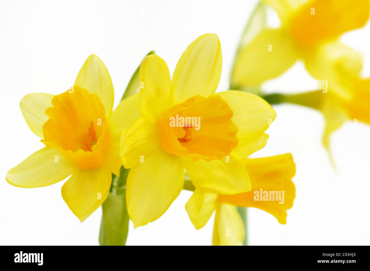 beautiful daffodils flowers on white background Stock Photo