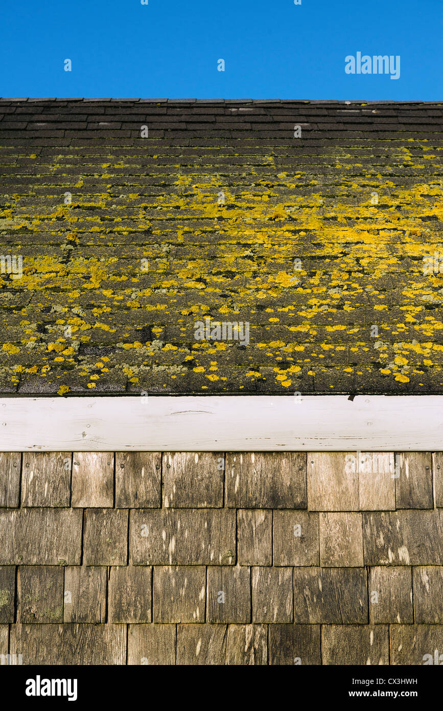 Crustose lichen grows on a coastal shack. Stock Photo