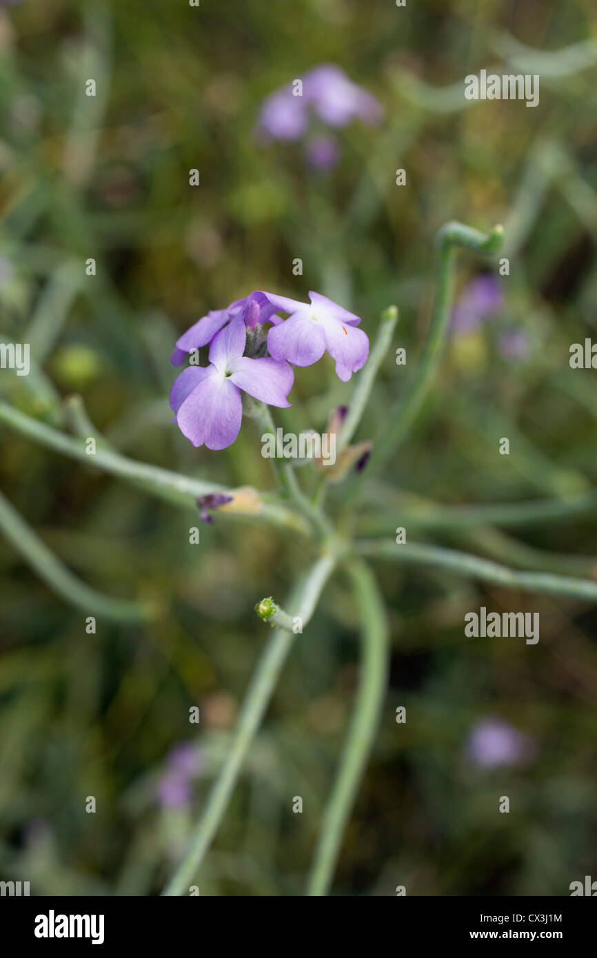 Sea Stock; Matthiola sinuata; Wales; summer Stock Photo