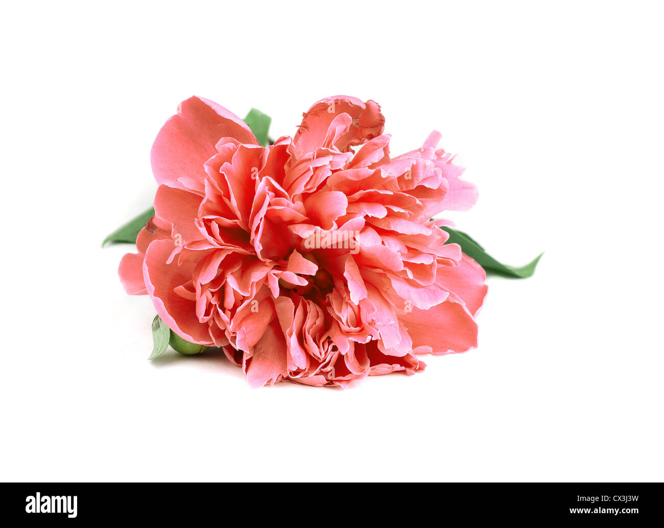One Pink Peony with leafs on white background Stock Photo - Alamy
