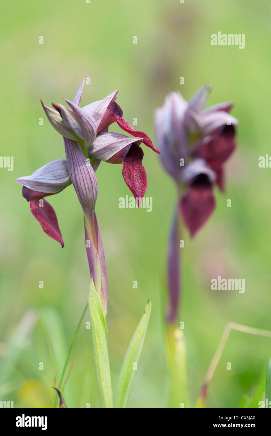 Small Flowered Tongue Orchid; Serapias parviflora; Nr Bilbao; Spain Stock Photo