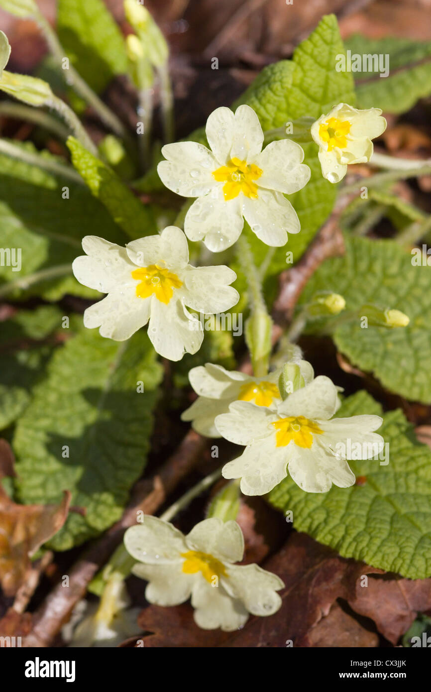 Primrose, primula vulgaris, April 2012 Dorset Stock Photo