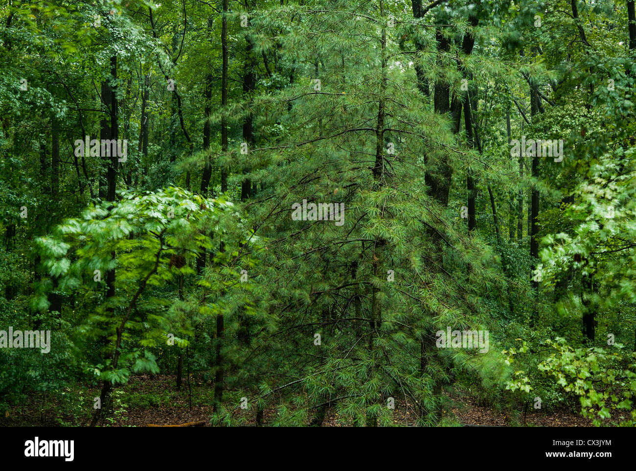 Wind blown forest. Stock Photo