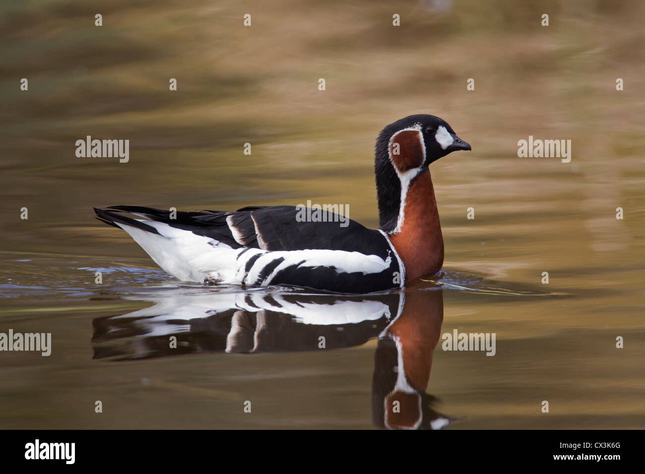 Red-breasted goose (Branta ruficollis) swimming in lake Stock Photo