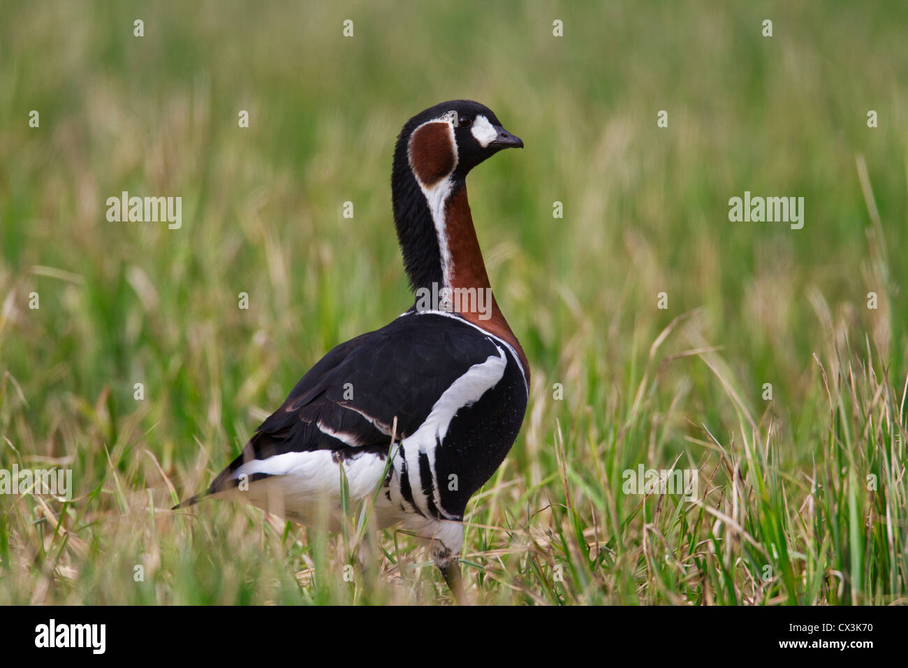 Red-breasted goose (Branta ruficollis) in grassland, Germany Stock Photo