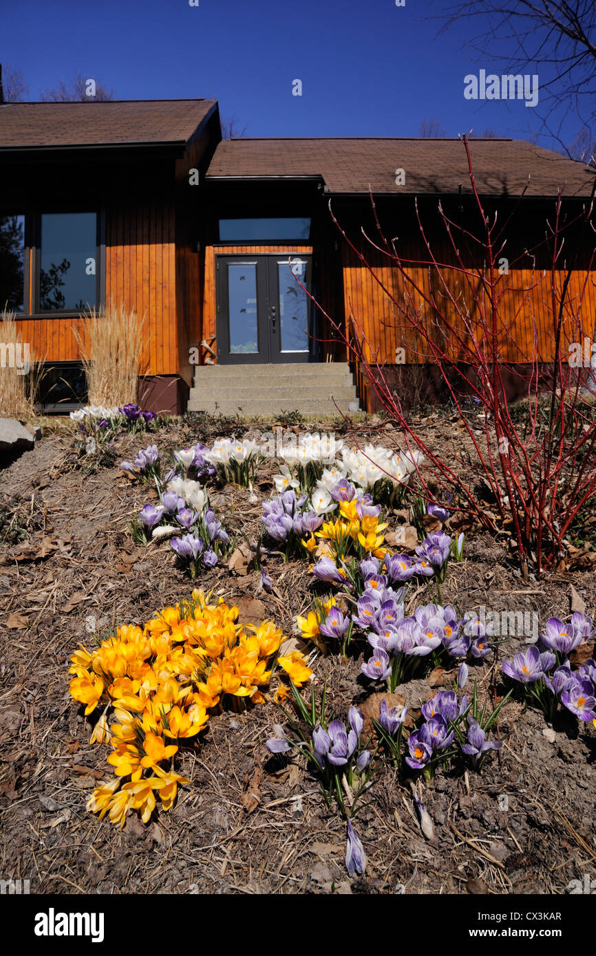 Up-scale wooden sided residence and property- in early spring with Crocus colonies, Greater Sudbury, Ontario, Canada Stock Photo