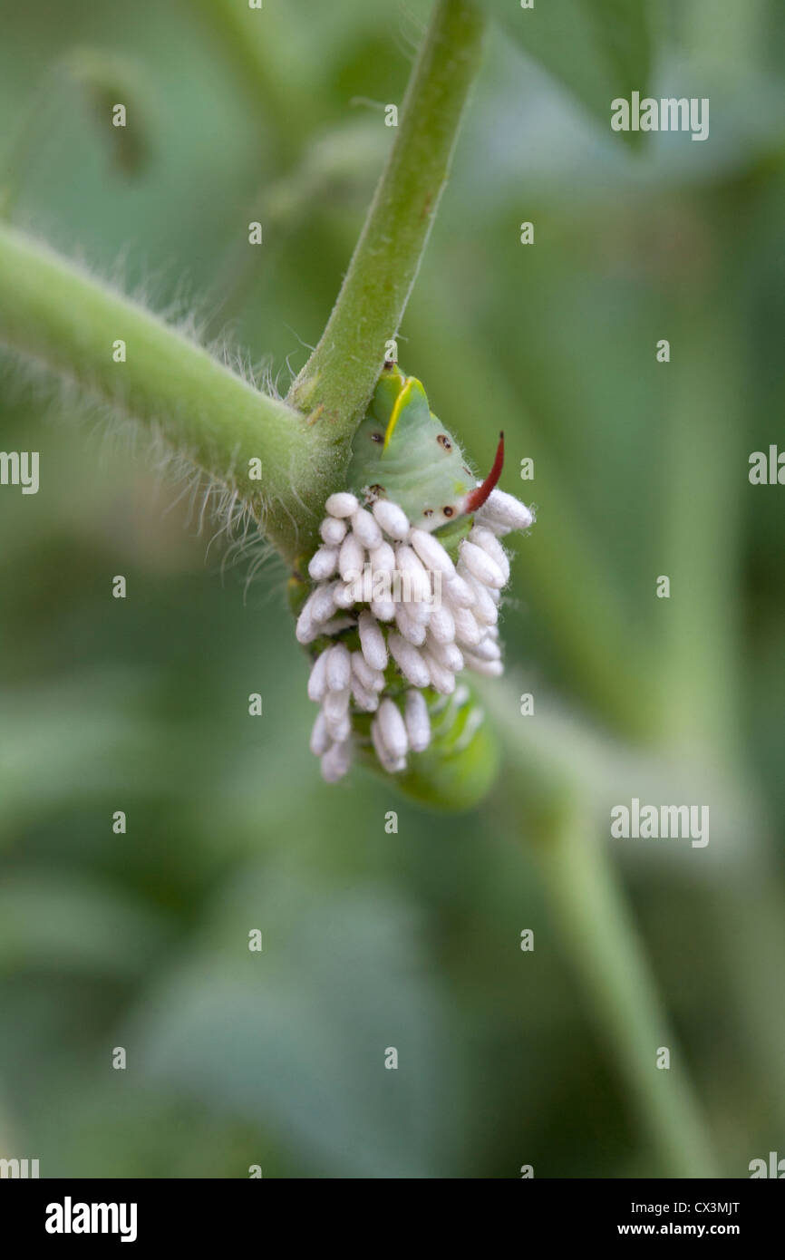 Tomato hornworm hi-res stock photography and images - Alamy