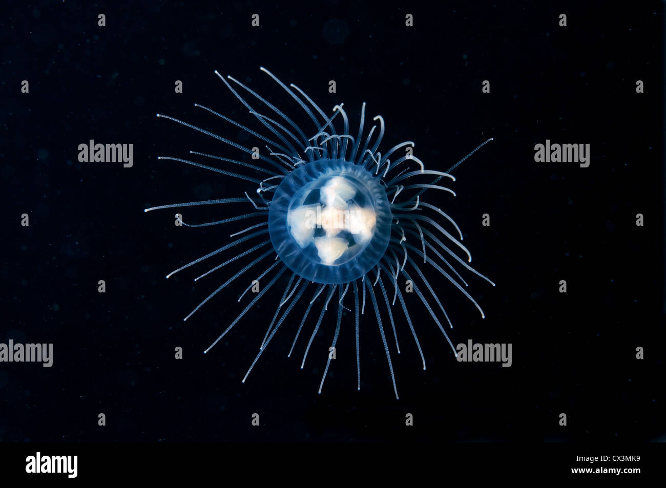 Jellyfish Poisonous gonionemus (gonionemus vertens), Japan sea, Far