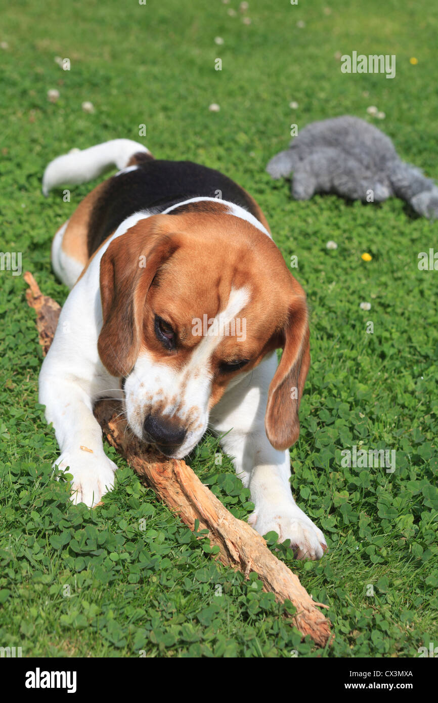 Beagle Dog Stock Photo