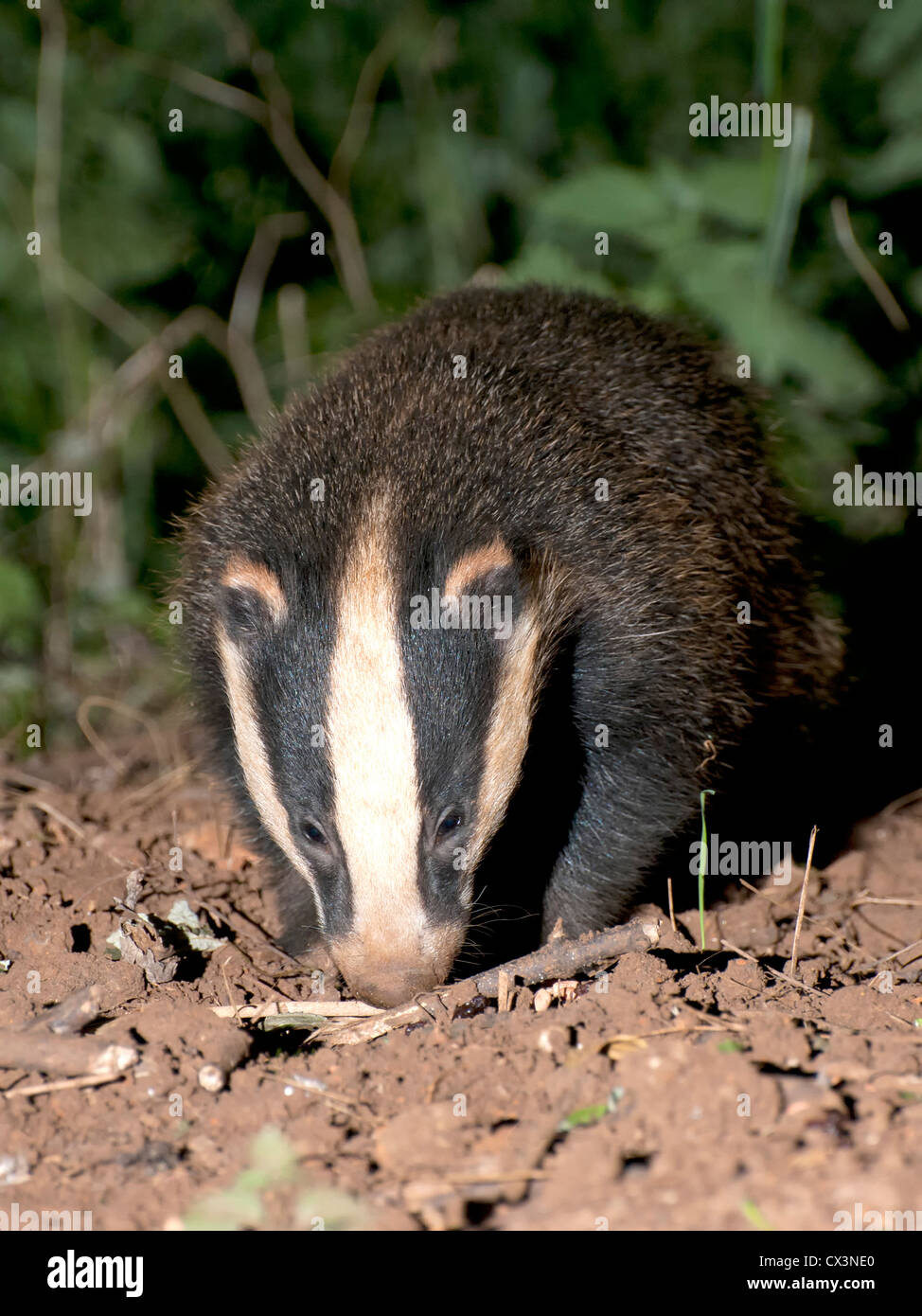 A foraging badger cub ( Meles meles ) Stock Photo