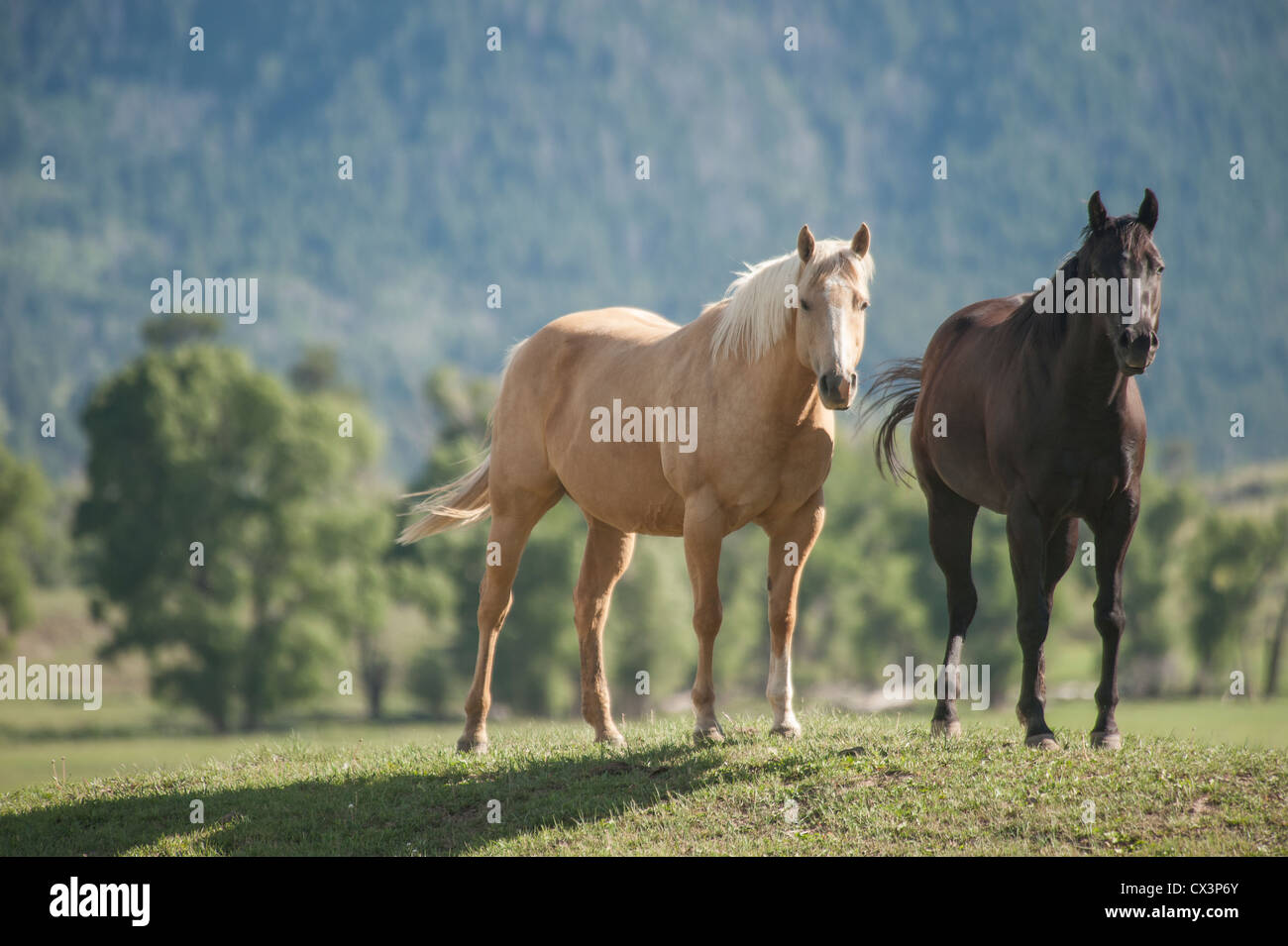 Quarter horse mares Stock Photo Alamy