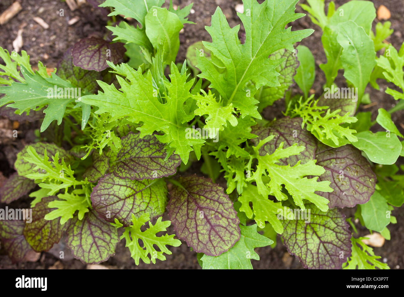 Mixed salad leaves growing in a vegetable garden. Stock Photo
