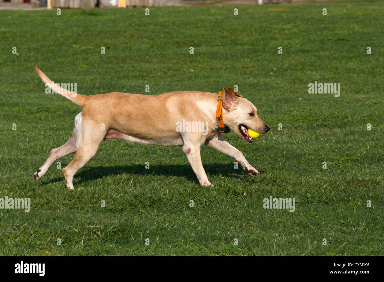 A dog playing with a tennis ball in his mouth Stock Photo - Alamy