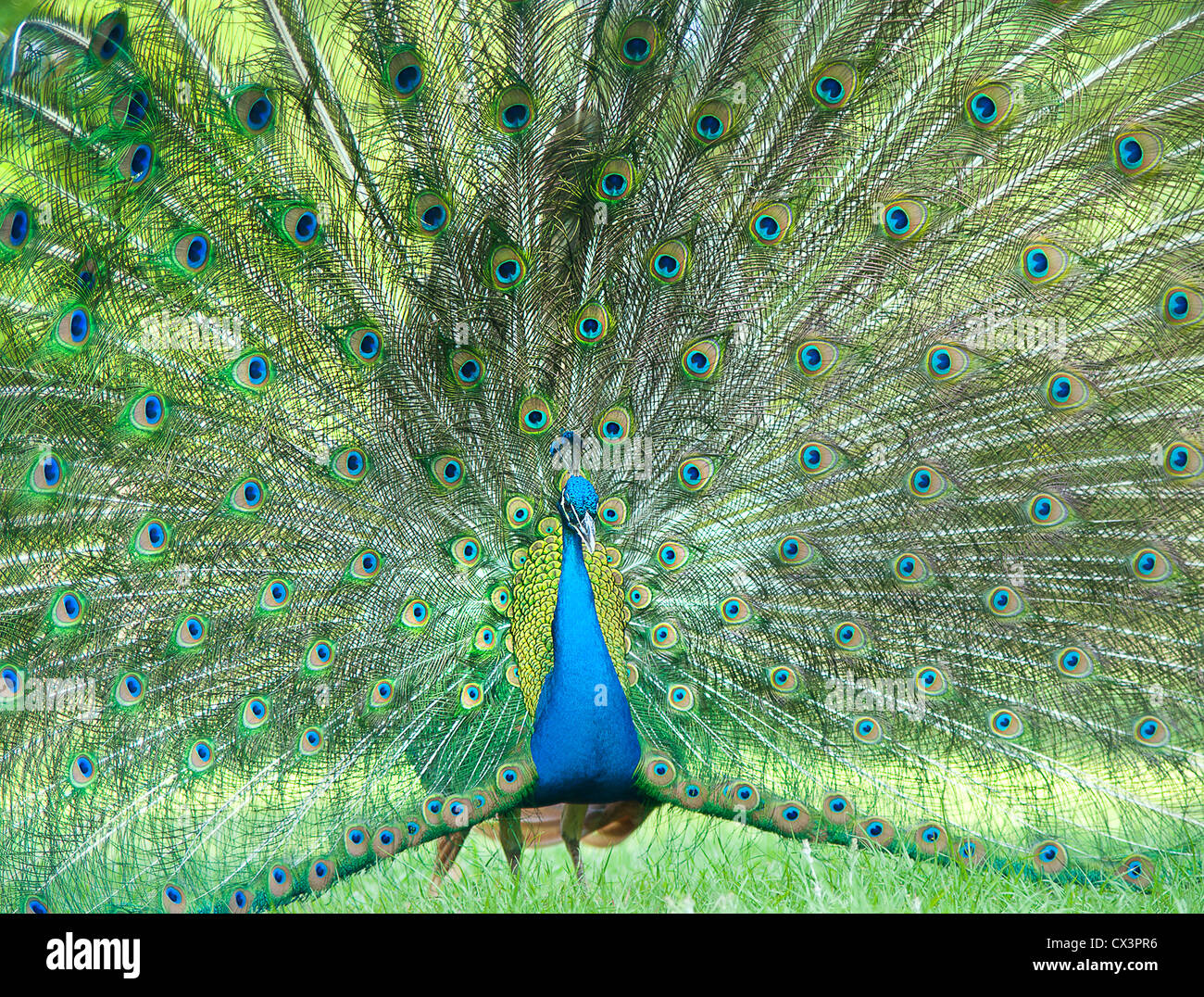 Peacock display feathers Stock Photo Alamy
