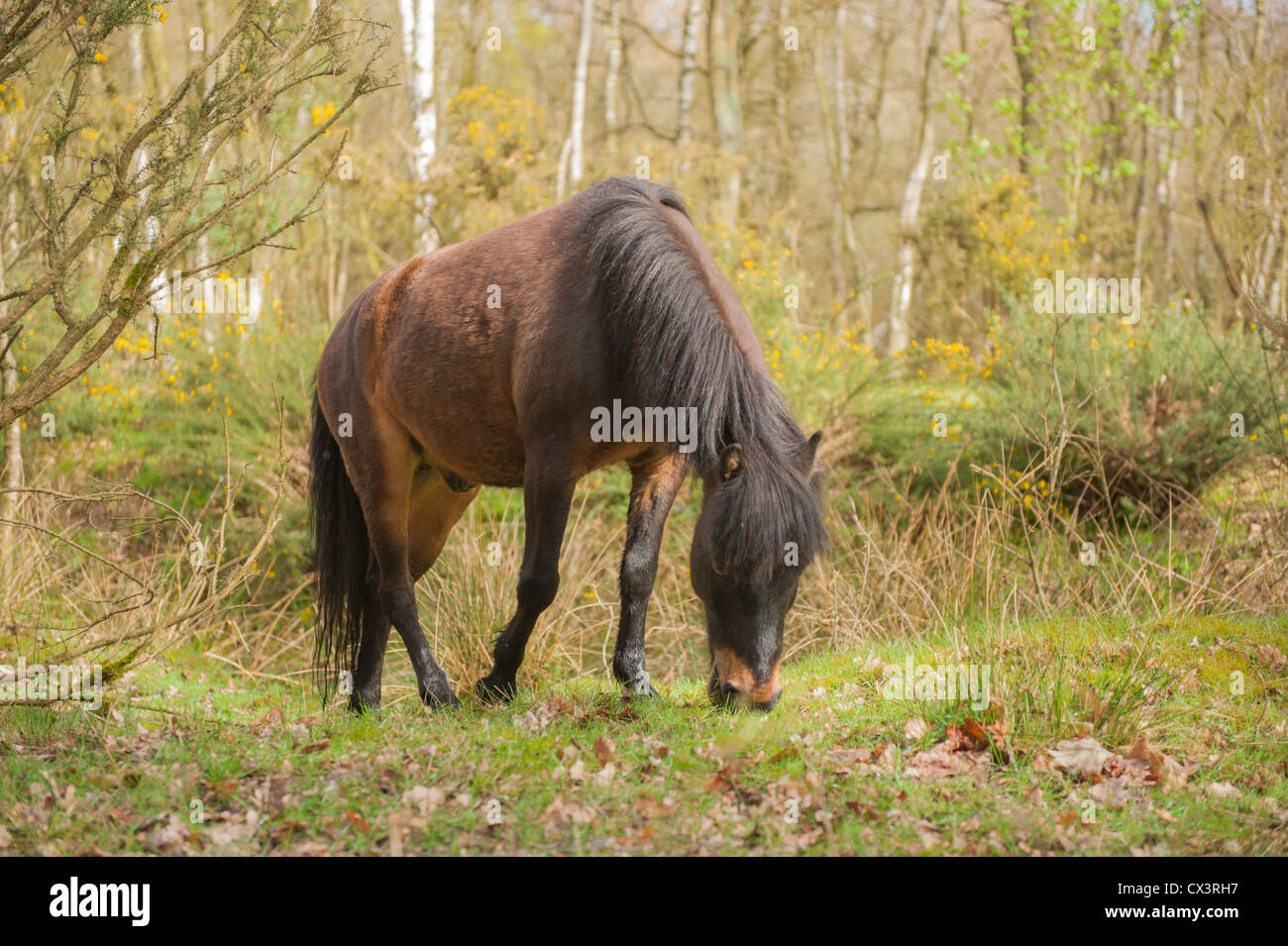 Dartmoor Pony grazing on Roydon Common Norfolk Stock Photo Alamy