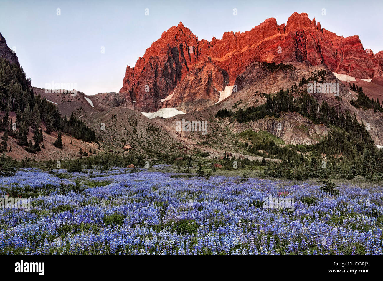 Central Oregon’s Three Fingered Jack (7,844 ft) in first light towers over the summer bloom of lupine at Canyon Creek Meadows. Stock Photo