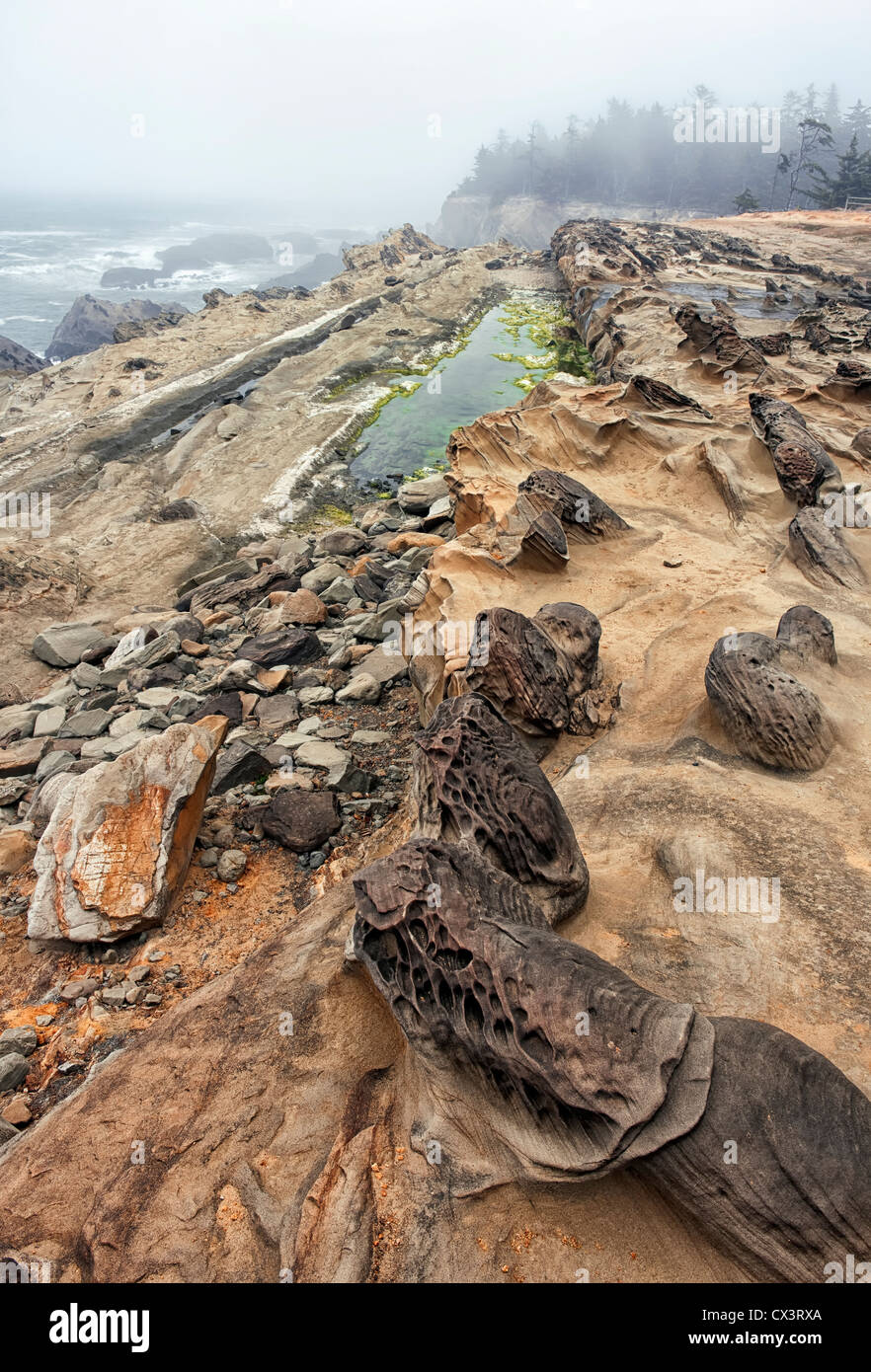 Lifting fog reveals wind and wave sculptured sandstone formations among the cliffs at Oregon’s Shore Acres State Park Stock Photo