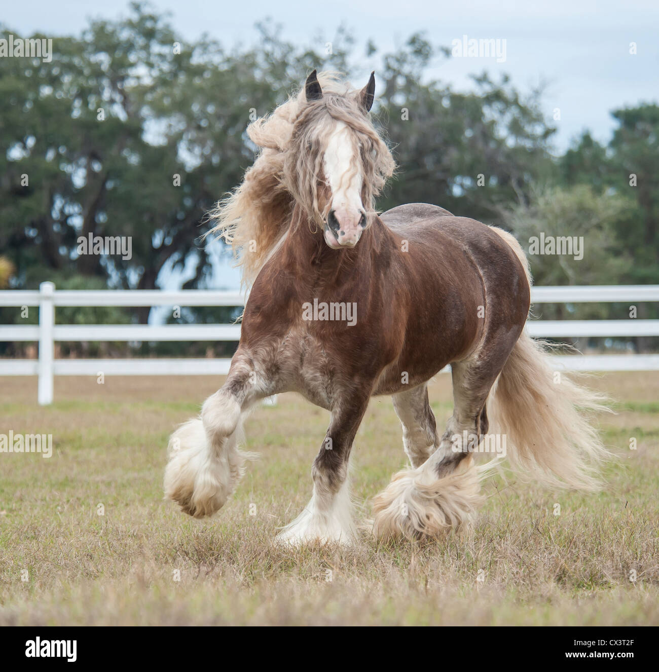 gypsy vanner horses