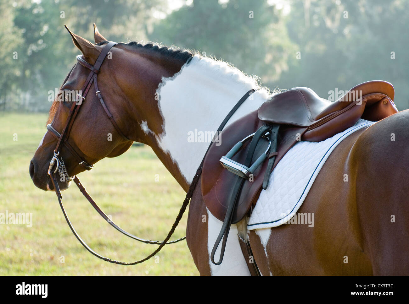 American quarter horse stallion hi-res stock photography and images - Alamy