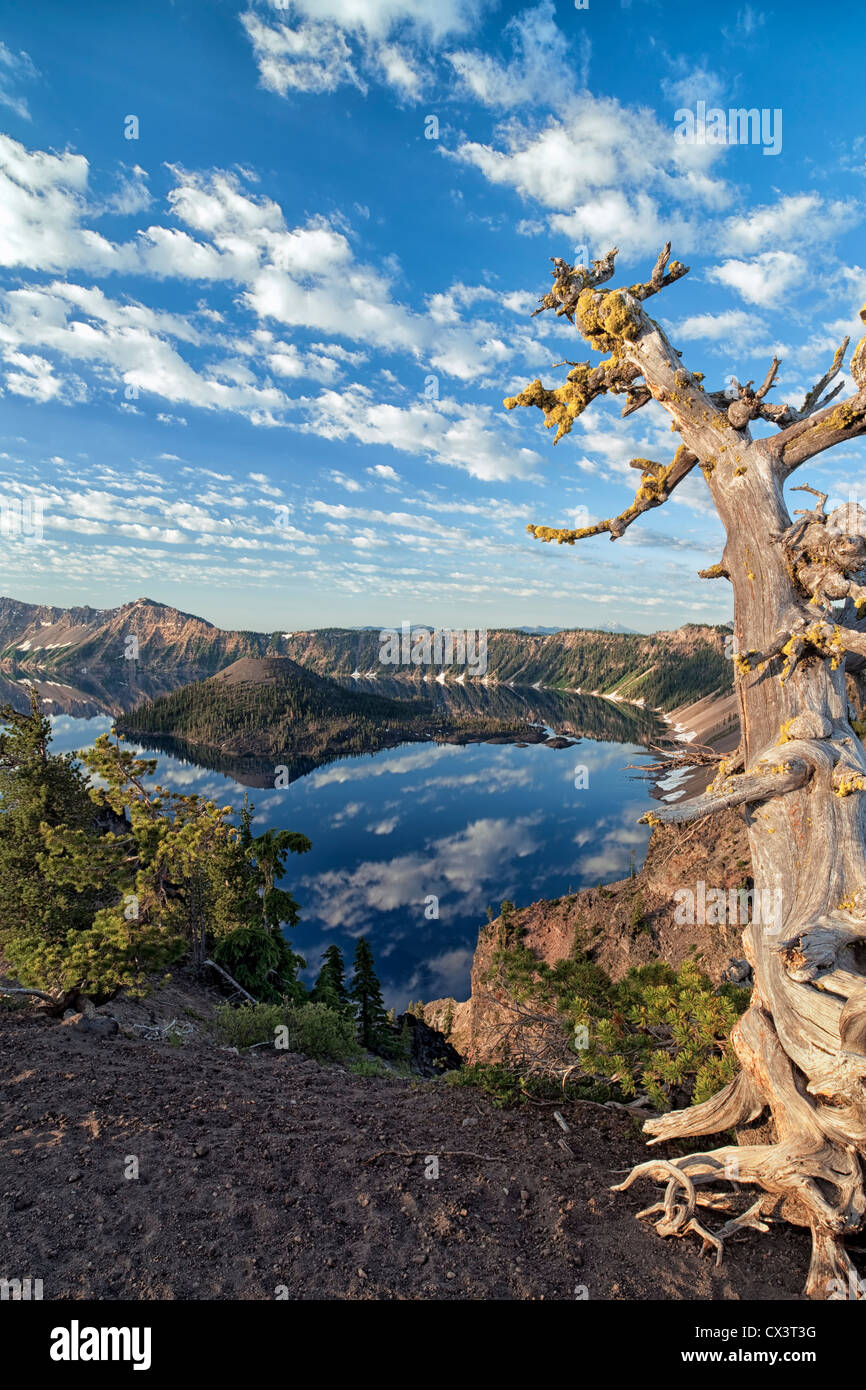Weathered white pine tree points to first light on Wizard Island and the rim of Oregon’s Crater Lake National Park. Stock Photo