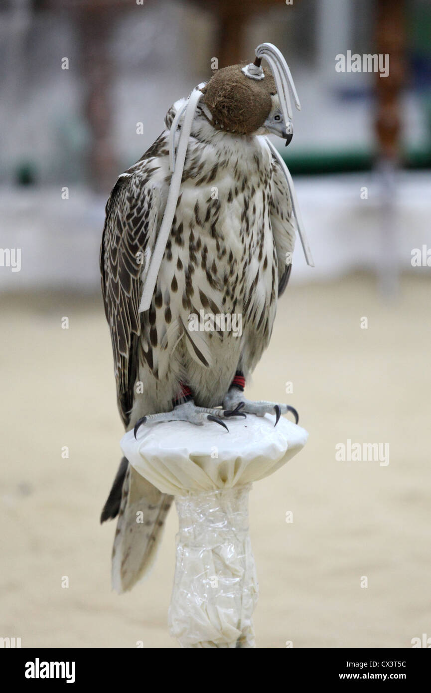Hooded falcon at an Arabian Camp in Doha, Qatar Stock Photo