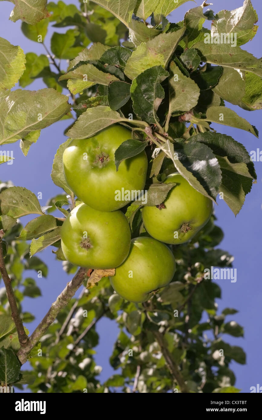 Tree cooking hi-res stock photography and images - Alamy