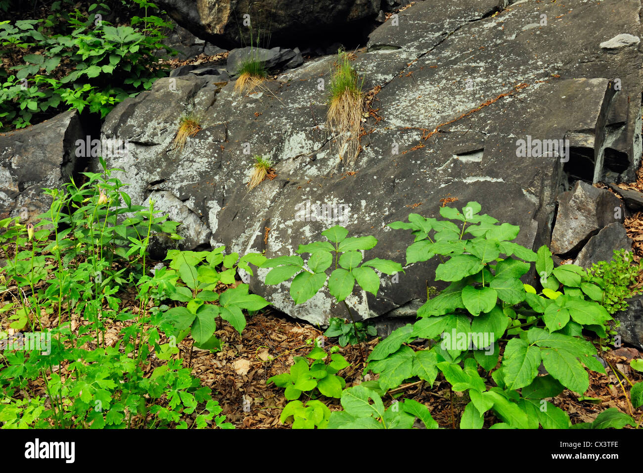Residential gardens in early spring Rocks and sarsaparilla, Greater