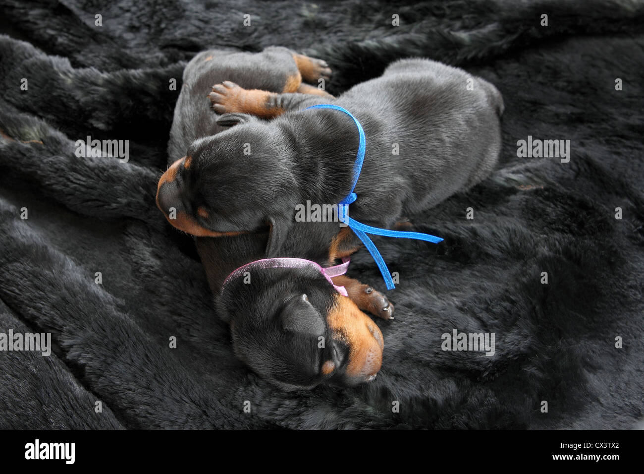 The Miniature Pinscher puppies, 5 days old Stock Photo