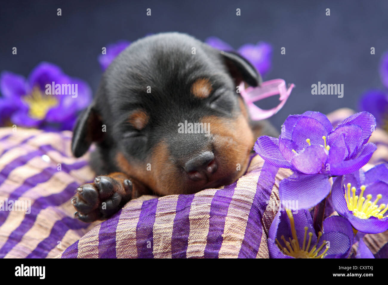 The Miniature Pinscher puppy, 5 days old Stock Photo