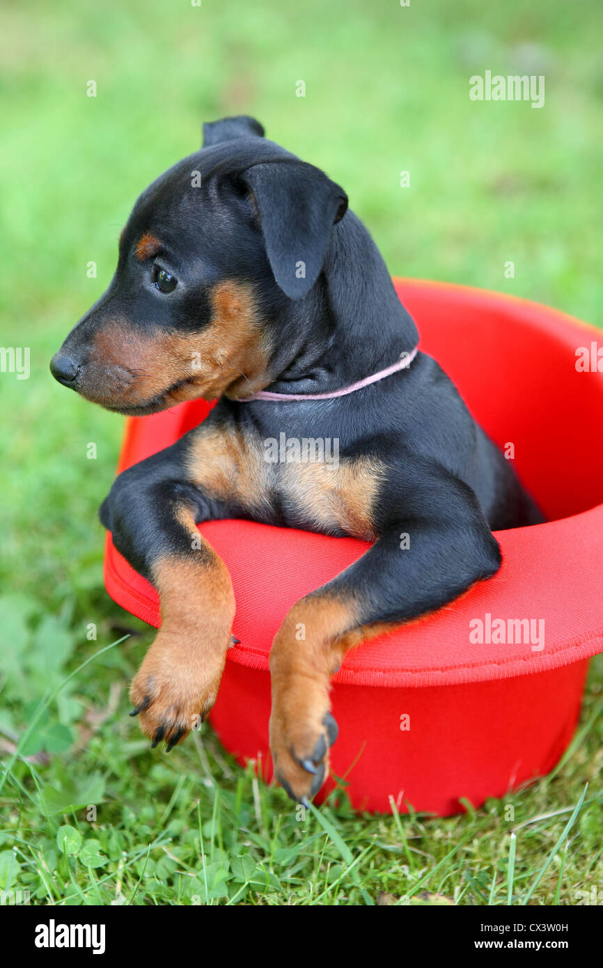 The Miniature Pinscher puppy, 1,5 months old Stock Photo