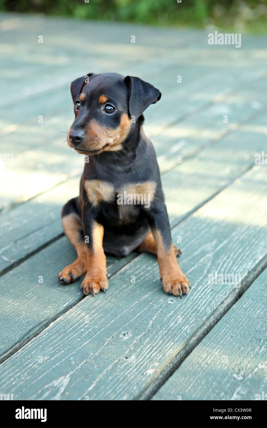 The Miniature Pinscher puppy, 1,5 months old Stock Photo