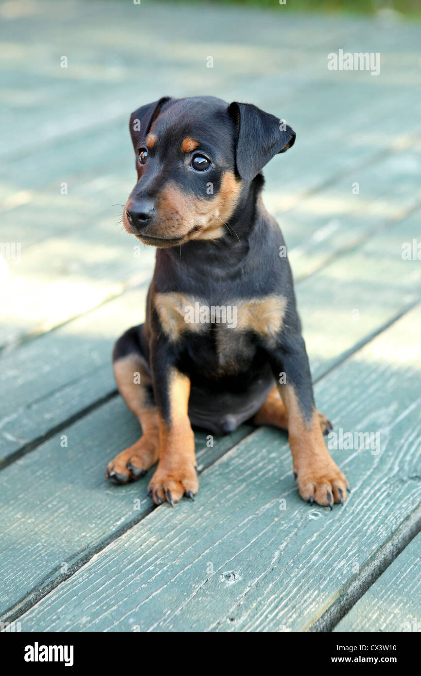 2 month doberman puppy