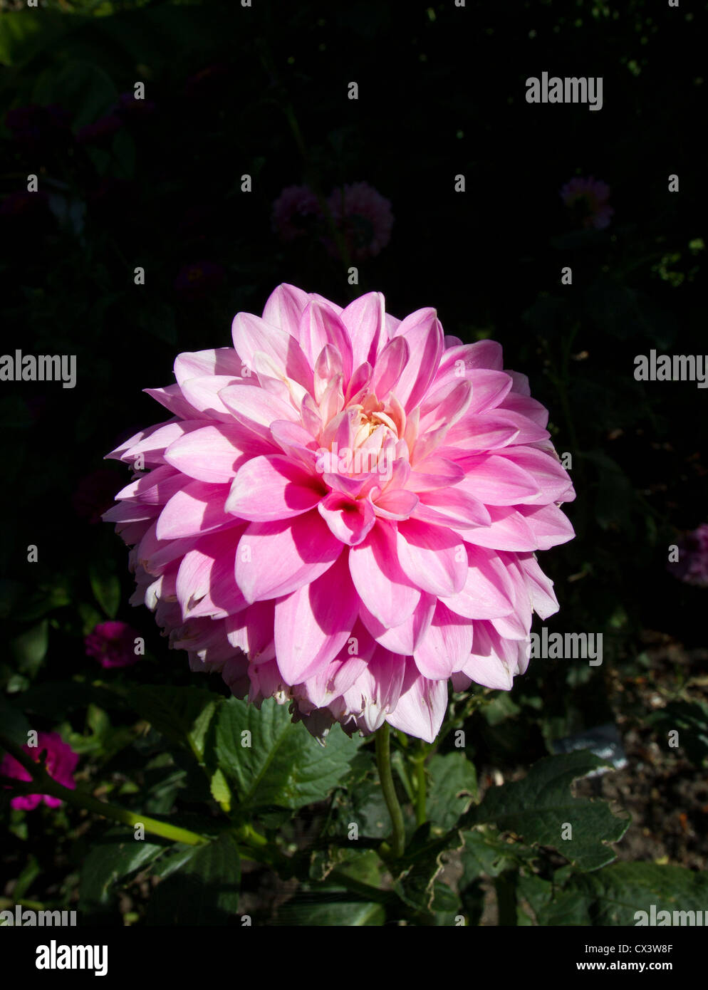 Pink dahlia hi-res stock photography and images - Alamy