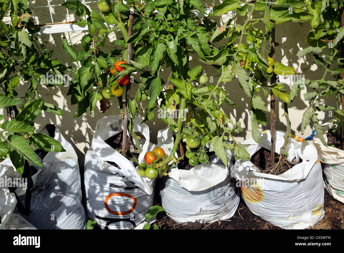 Growing Tomatoes in Plastic Carrier Bags In Garden England Stock Photo