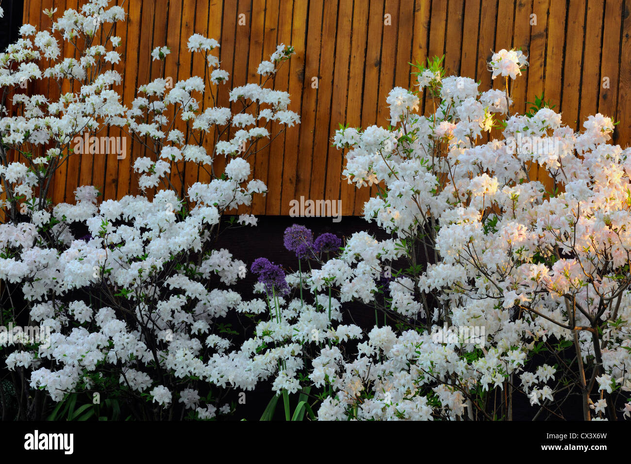 Northern Lights azalea in full bloom, Greater Sudbury, Ontario, Canada