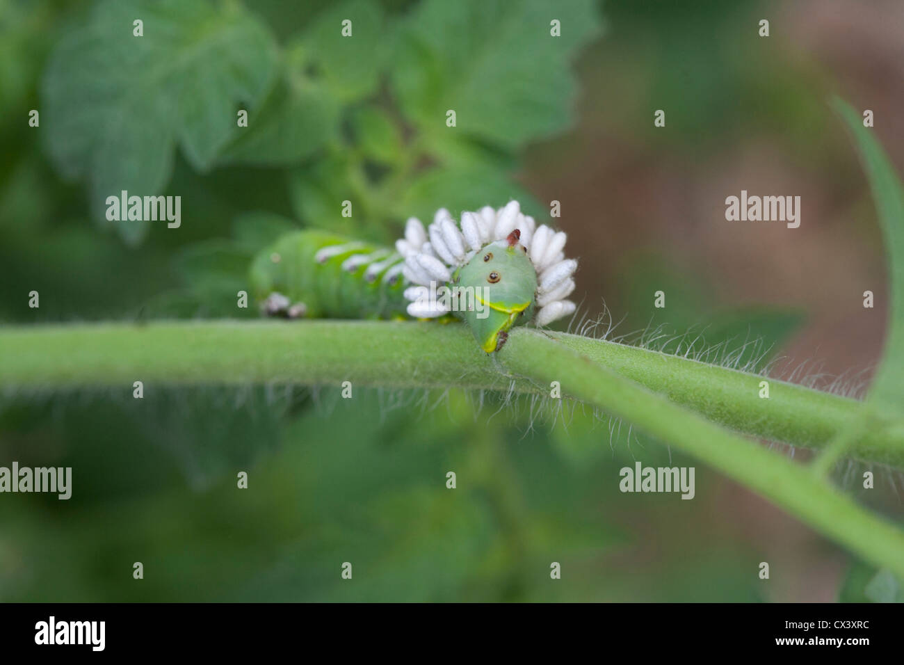 A tomato hornworm with parasitic wasp eggs Stock Photo Alamy