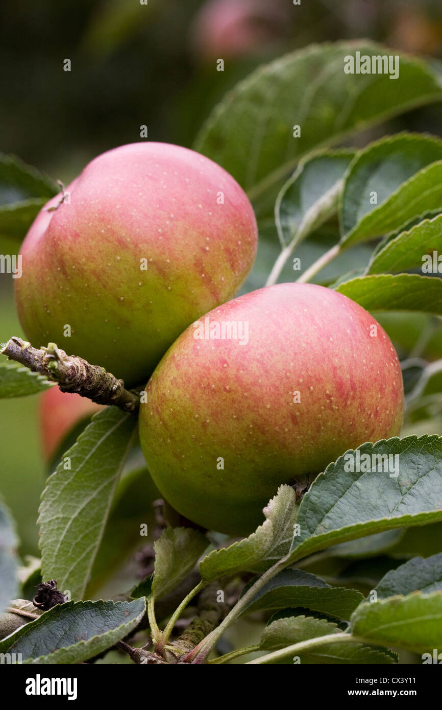 Malus domestica. Apple 'Heusgen's Golden Reinette' growing in an English Orchard. Stock Photo